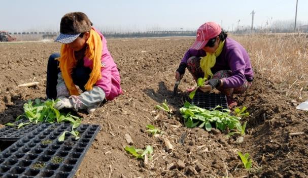 打好2022年農業(yè)生產(chǎn)第一仗 青島即墨區(qū)扎實推進春耕工作