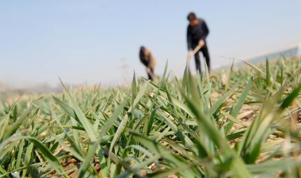 打好2022年農業(yè)生產(chǎn)第一仗 青島即墨區(qū)扎實推進春耕工作
