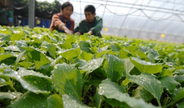 打好2022年農業(yè)生產(chǎn)第一仗 青島即墨區(qū)扎實推進春耕工作